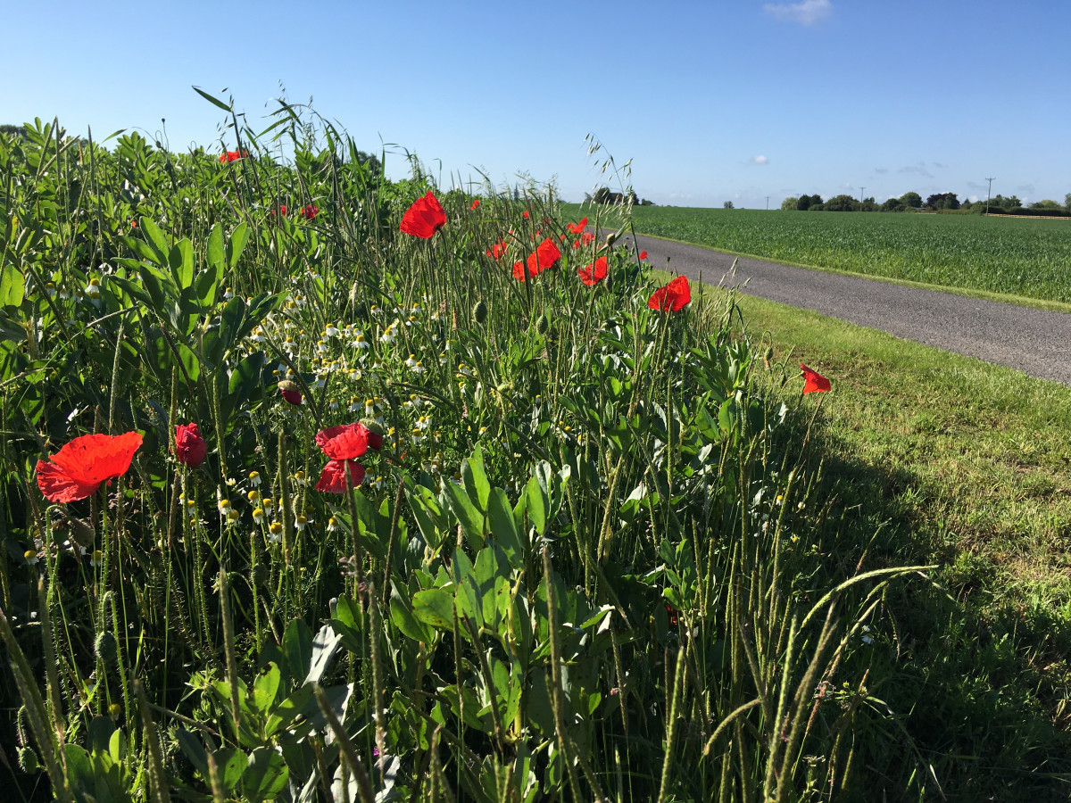 Impact Trading and Cotton Roots